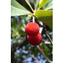 Muestra Imagen ac_filtros_02.jpg