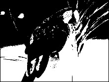 Blanco y negro