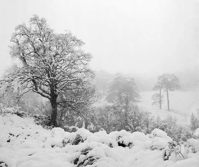 Árboles nevados