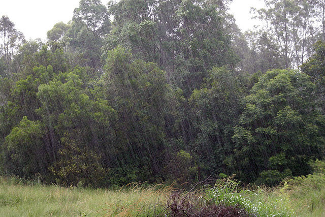 Lluvia fuerte en el bosque