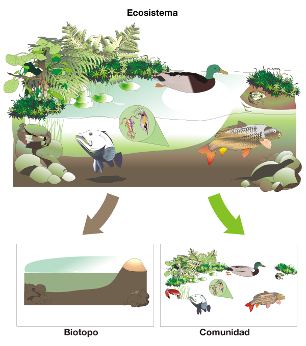 Ecosistema. Biotopo y comunidad