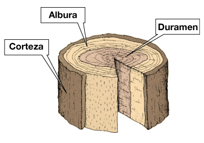 Partes del tronco