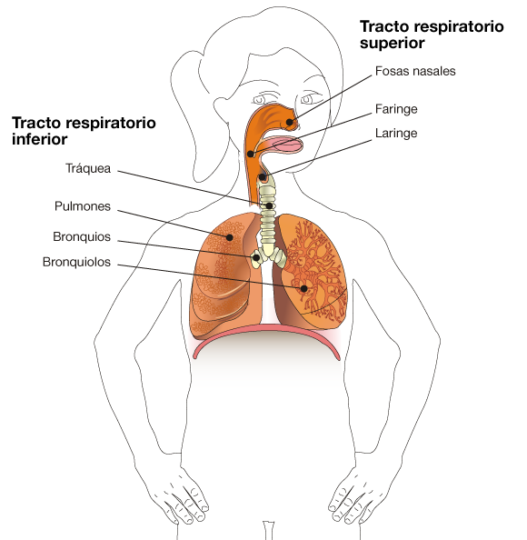 Aparato respiratorio