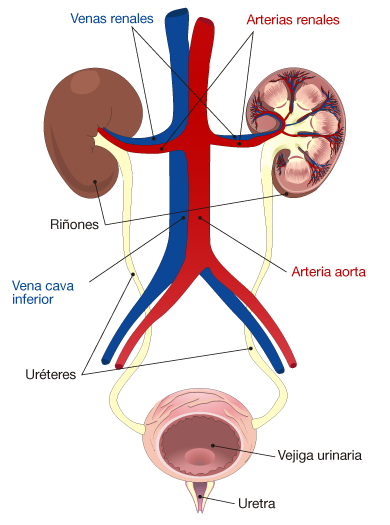 Aparato excretor