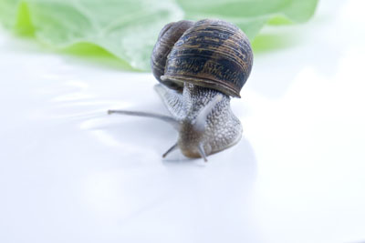 Caracol