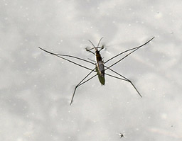 Insecto sobre el agua