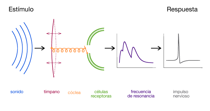 Proceso Auditivo