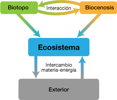 Esquema de Interacciones entre biotopo y biocenesis