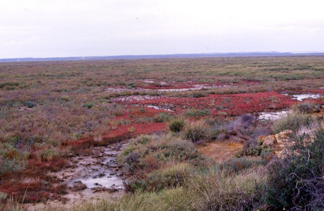 Marismas de Almajos (Huelva)