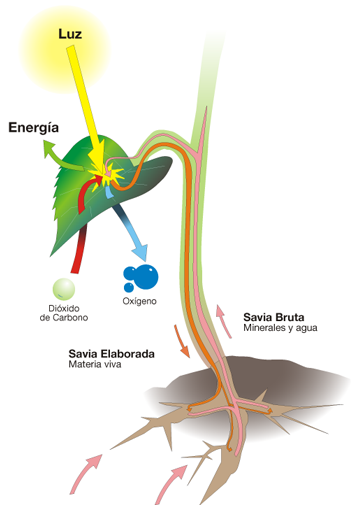 Foteosintesis