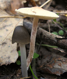 Hongos