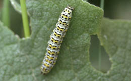 Oruga