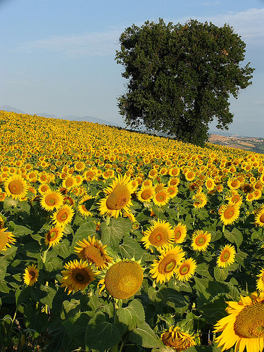 Campo de girasoles con roble al fondo