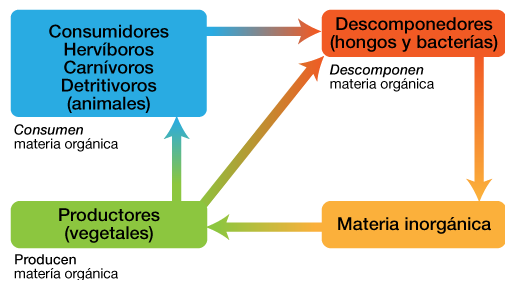Gráfico de transferencia de materia en un ecosistema