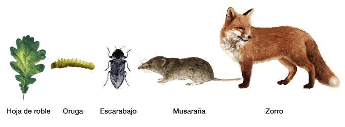 Cadena trófica: Hoja de roble, oruga, escarabajo, musaraña, zorro