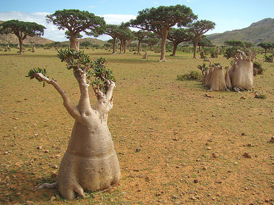 Biodiversidad
