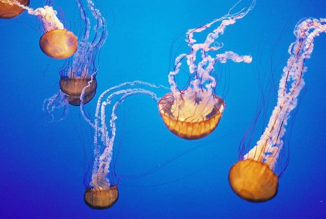 Medusas