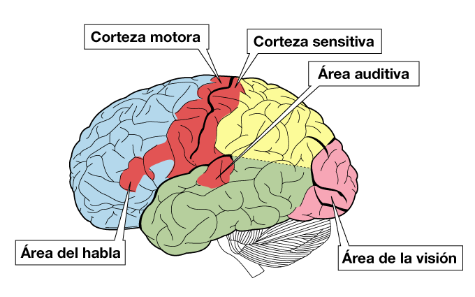 Corteza cerebral