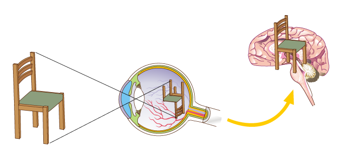 Funcionamiento del ojo