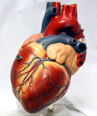 Corazón