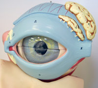 Ojo