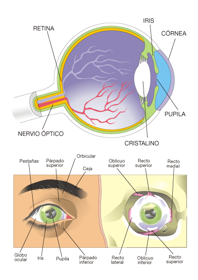 partes del ojo