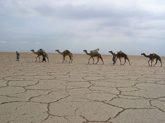 Caravan de camellos