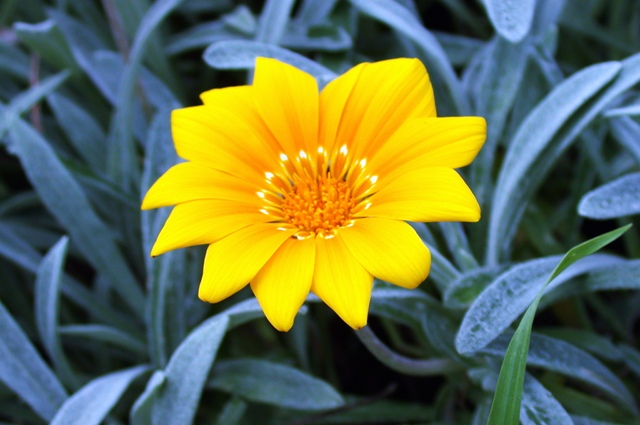 Flor