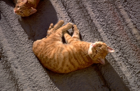 gato