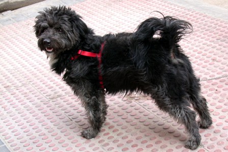 perro