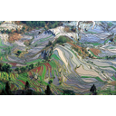 Muestra Imagen Minifundios de campos cerrados en China